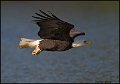 _0SB9046 american bald eagle